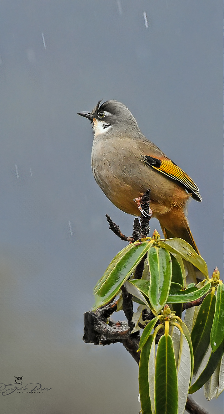 Variegated Laughingthrush